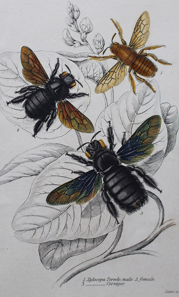 Natural History - Bees
