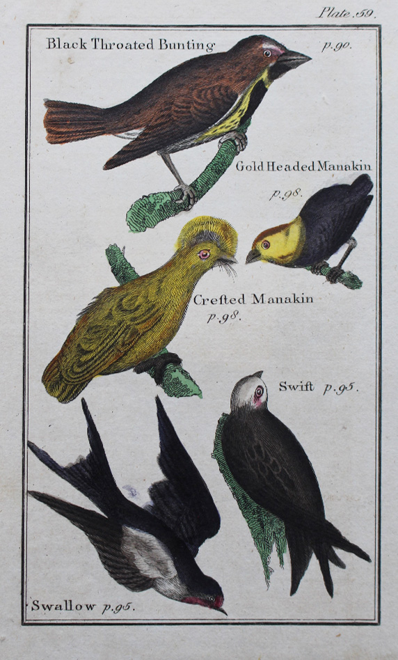 Natural History - Birds