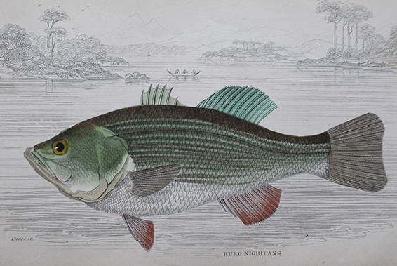 Natural History - Huro Nigricans Fish