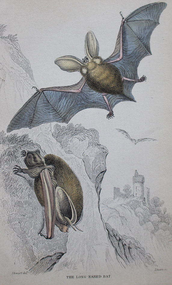 Natural History - Long Eared Bat