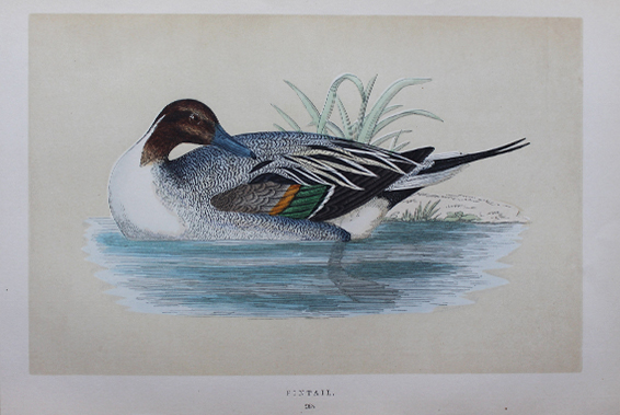 Natural History - Pintail Duck