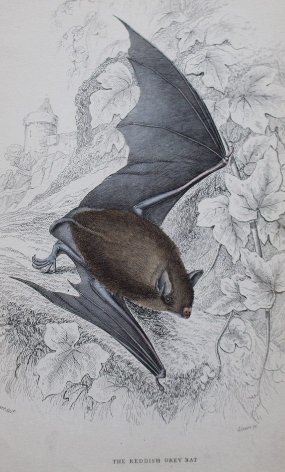 Natural History - Reddish-Grey Bat